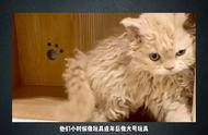 拥有赛尔凯特猫的秘诀是什么？——给波斯猫打造卷毛风格 #卷毛猫