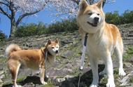 揭秘秋田犬和柴犬的销量之谜：5个关键原因