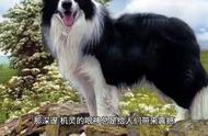 智慧之犬：揭秘边境牧羊犬的聪明之处