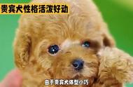 贵宾犬：活泼好动的性格，聪明易训，对主人忠心耿耿