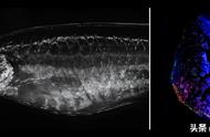 斑马鱼的心脏修复能力：一项新的科学发现