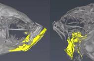 斑马鱼的嘴被科学家修改，现在无法闭合