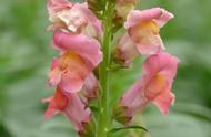 Antirrhinum majus：探索金鱼草的奇妙世界