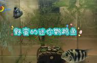 水中的“小霸王”：迷你鹦鹉鱼的奇特食性#水族馆探秘