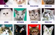 揭秘猫咪世界：不同品种猫咪的独特魅力