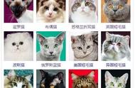 猫咪品种大赏：你最喜欢哪一种？