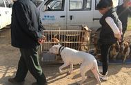 探究比格犬长大后的真实形象，揭秘公众认知误区