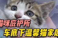 猫咪的守护者：车底下的生命奇迹