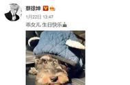 霍思燕的爱犬成焦点：你了解背后的故事吗？