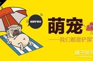 新CP诞生！宠物鼠与猫的跨界之恋，你看了吗？