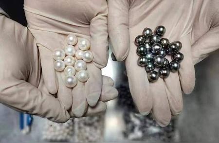 海关揭秘：沙头角查获421粒海水养殖珍珠，价值惊人！