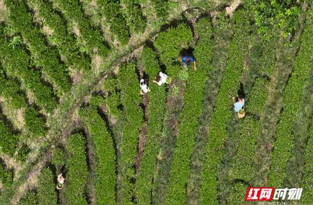 宜章莽山：秋茶采摘季节的盛况