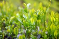 如何鉴别六安瓜片，一种绿茶中的特种名茶？