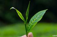 六安瓜片：国家地理标志保护下的茶中珍品