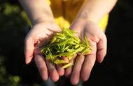 如何区分春茶、夏茶和秋茶？为什么乌龙茶的春茶通常不如秋茶香？