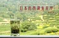 探讨中国与日本季风气候差异：为何无法在日本种植正宗龙井茶？