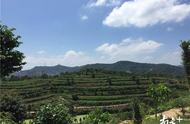惠州市区的300亩茶园，免费摘取新鲜夏茶！