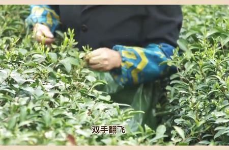 都匀新绿：贵州毛尖茶园迎来26万亩春意
