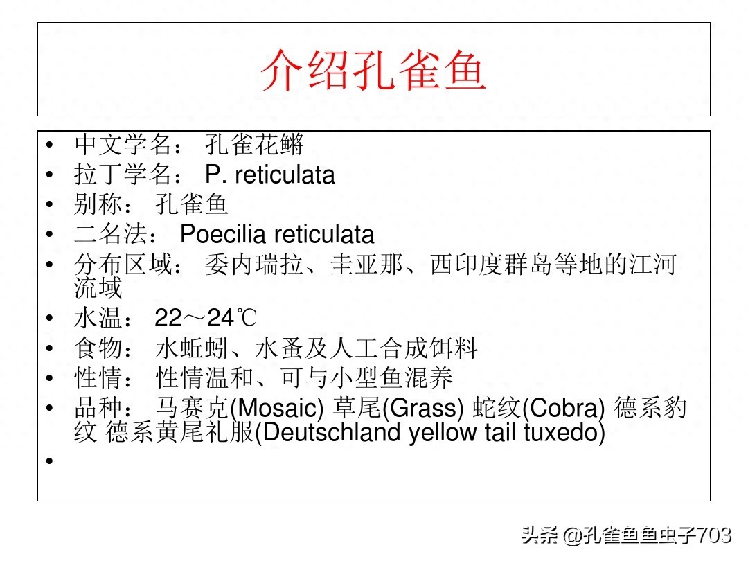 孔雀鱼图文简介