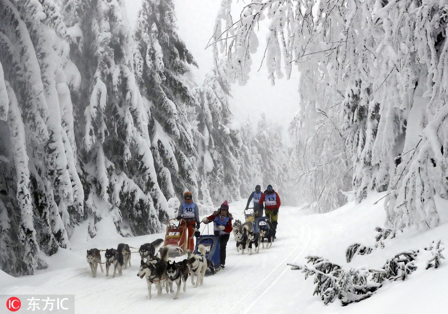 世界最艰苦雪橇犬大赛举行 狗狗雪原跋涉勇气耐力惊人