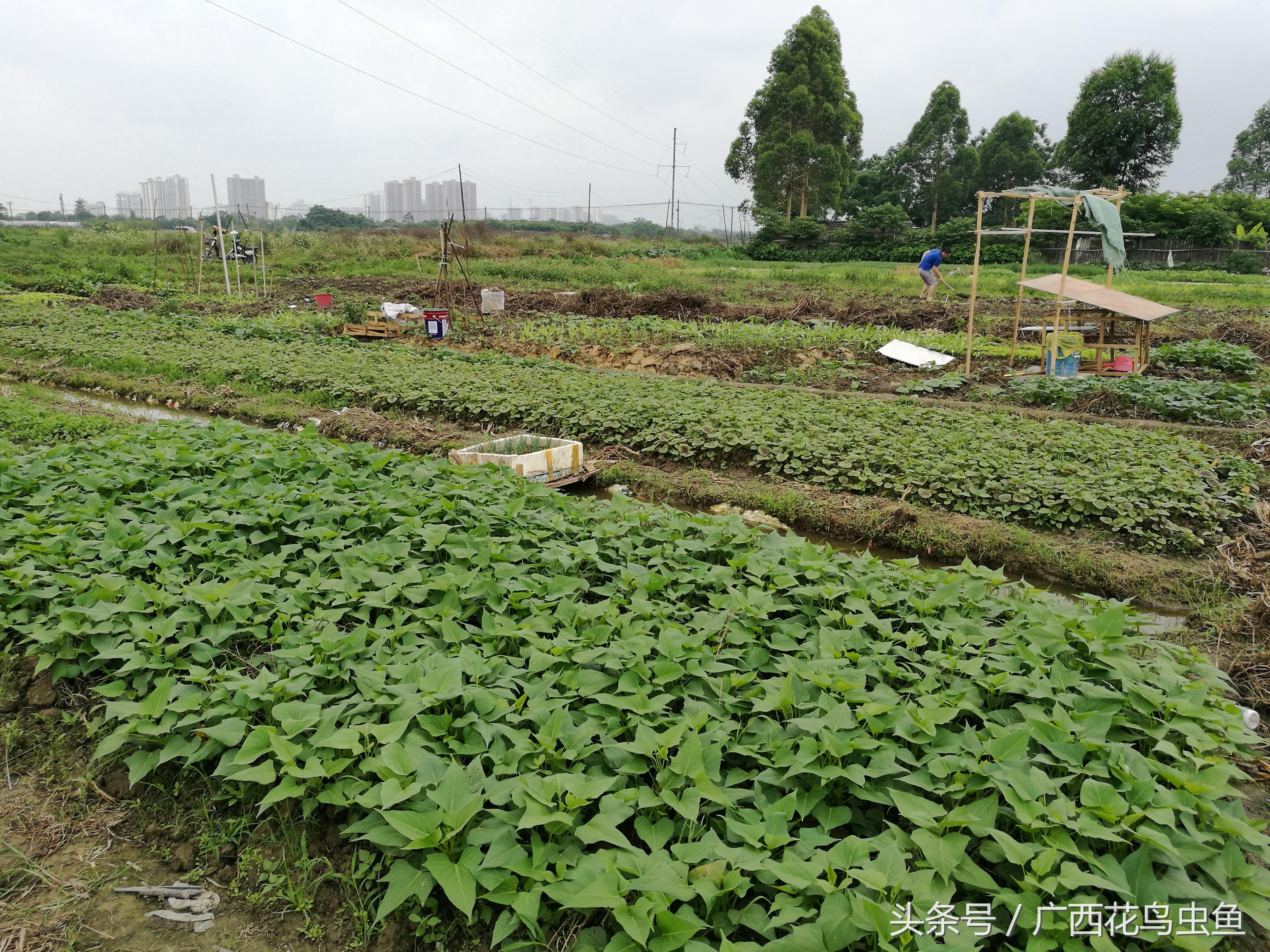 中国斗鱼养殖基地