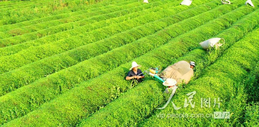 江西泰和：秋茶开采