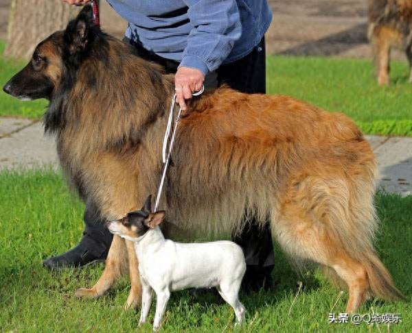 萌宠——比利时特伏丹犬