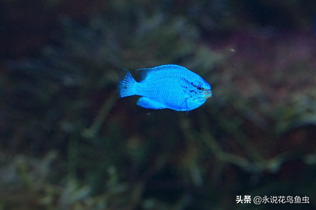 日本水族馆的蓝宝石魔鬼鱼