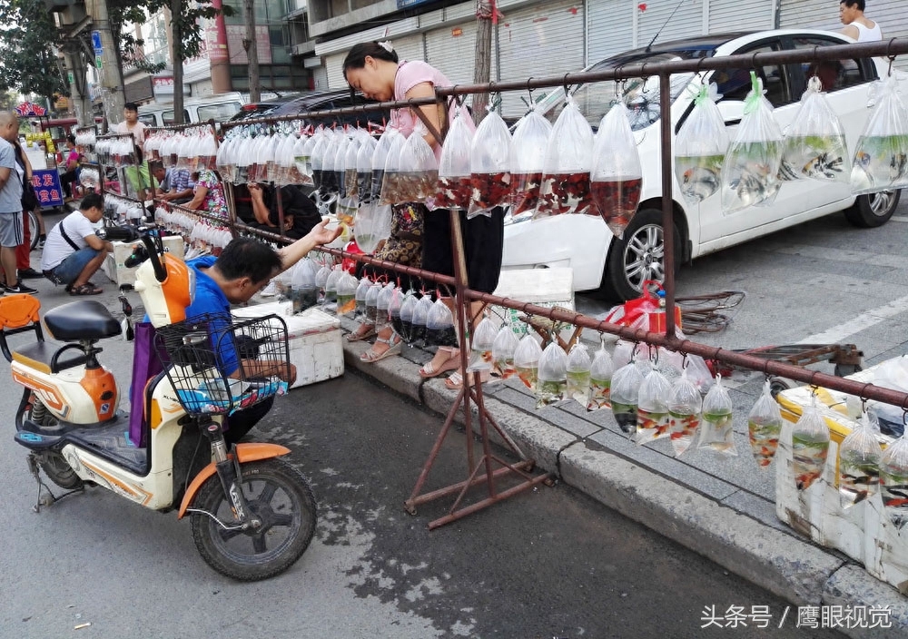 鱼市数百元罗汉鱼，这里仅卖120元！鱼贩子都在这里进鱼回店里卖