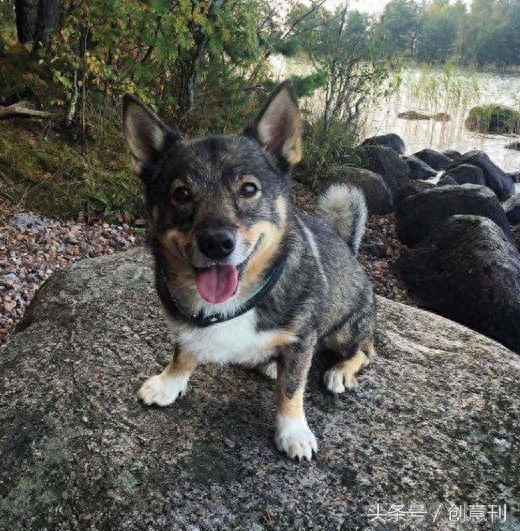 狼犬和柯基混合的瑞典牧羊犬，有种可爱的冲突感啊