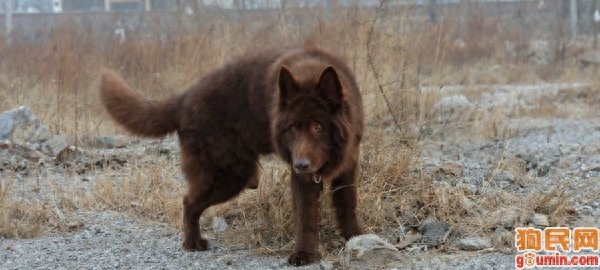 世界名狗  比利时特弗伦犬 看着就是一条大灰狼