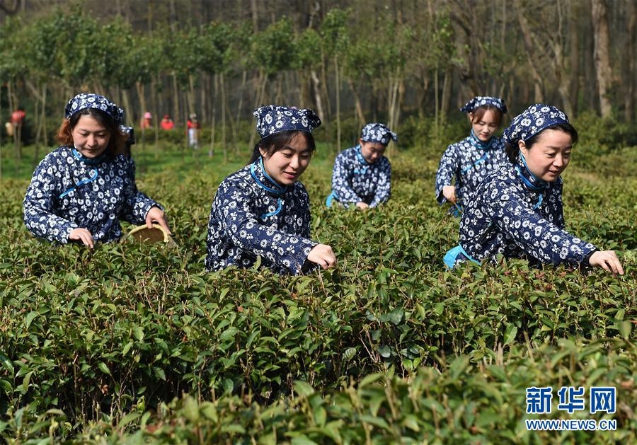 南京钟山雨花茶春茶开采