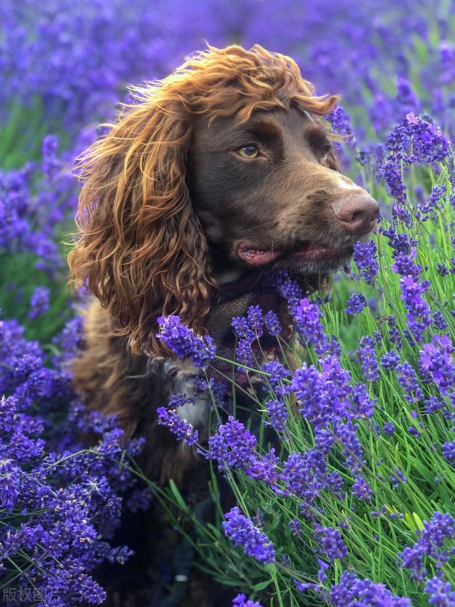 神似摇滚明星的犬，你见过么？英国可卡犬天生一头蓬松卷发