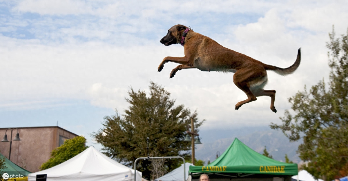 都知道牧羊犬聪明，这8种牧羊犬，是个中翘楚