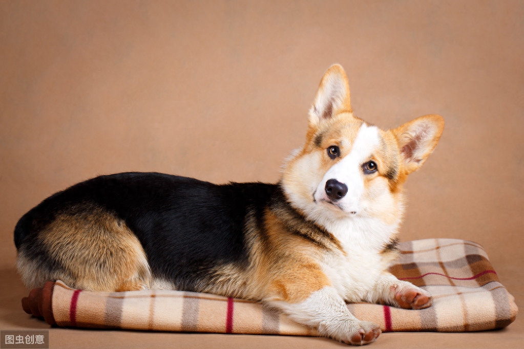 都知道牧羊犬聪明，这8种牧羊犬，是个中翘楚