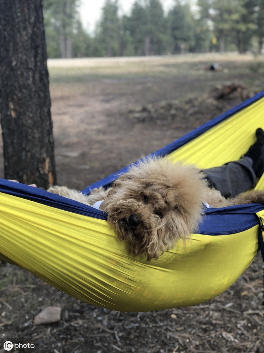 贵宾犬先天小脑残疾遭遗弃 这对夫妇带它回家 还带它游遍世界...