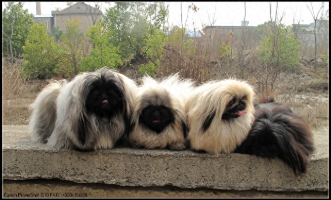 机灵勇敢的北京犬