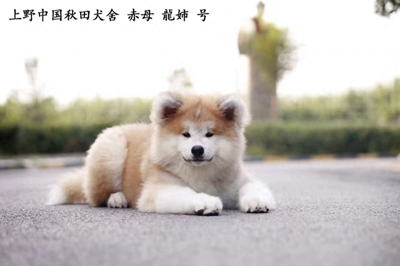 长毛秋田犬一样活泼可爱