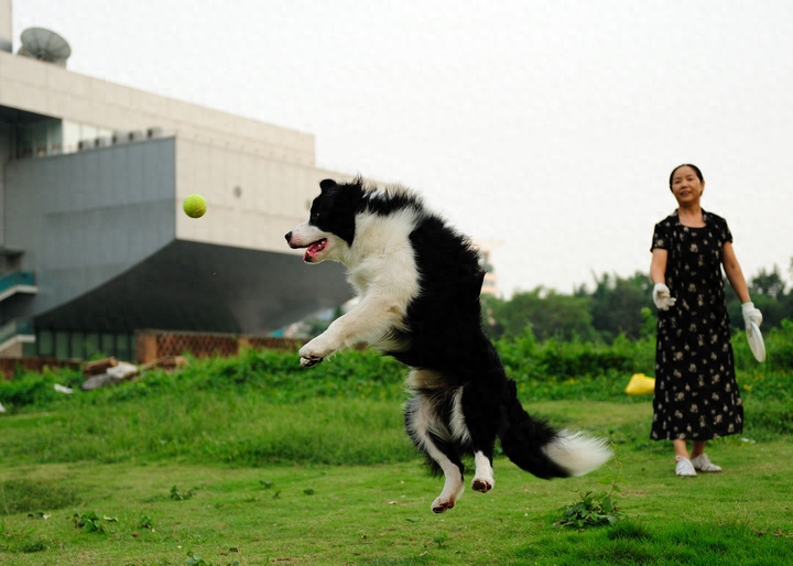 动物图集：边境牧羊犬