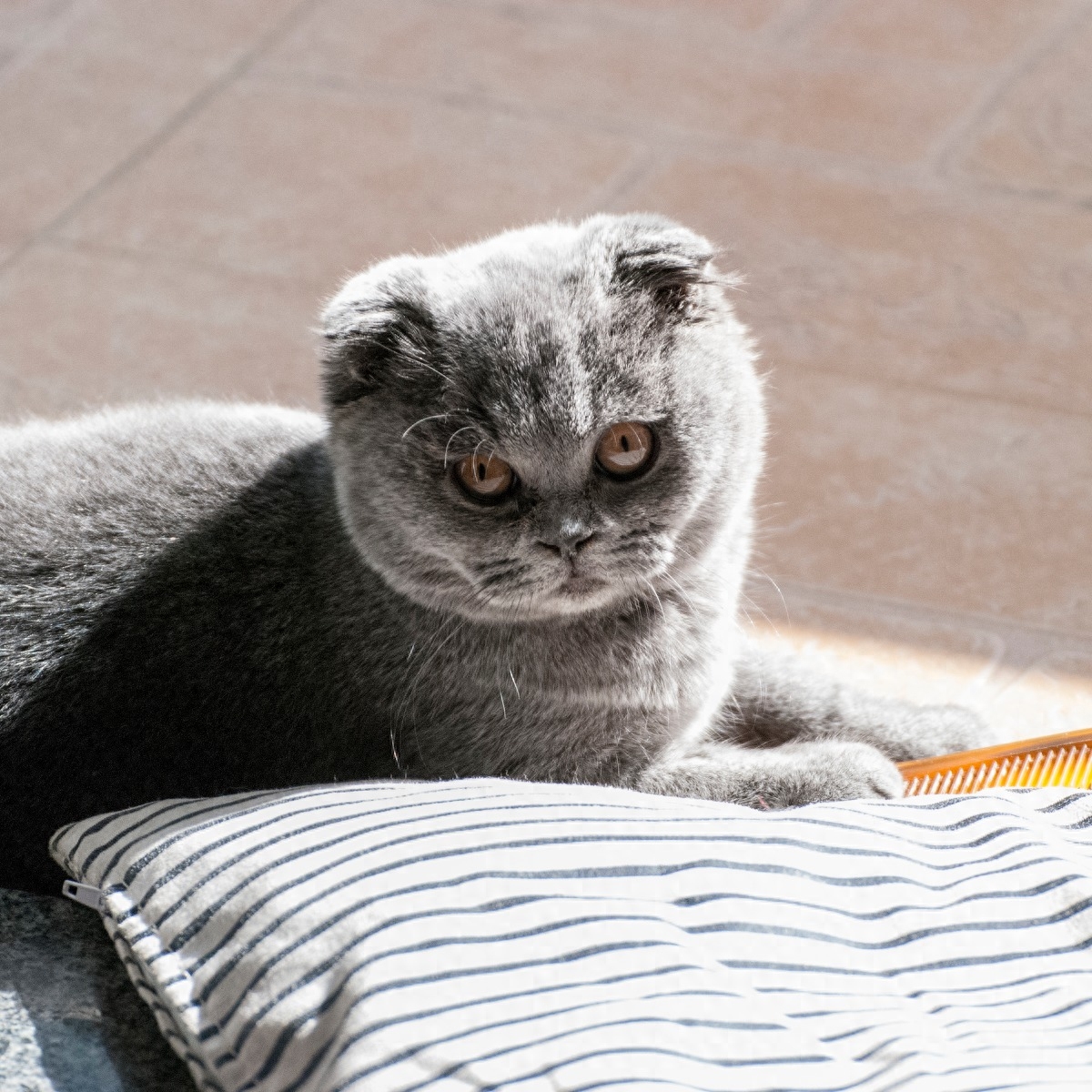 图虫人文摄影：折耳猫