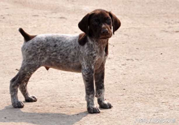 世界名犬，猎鸟犬中最古老的犬种，波音达猎犬