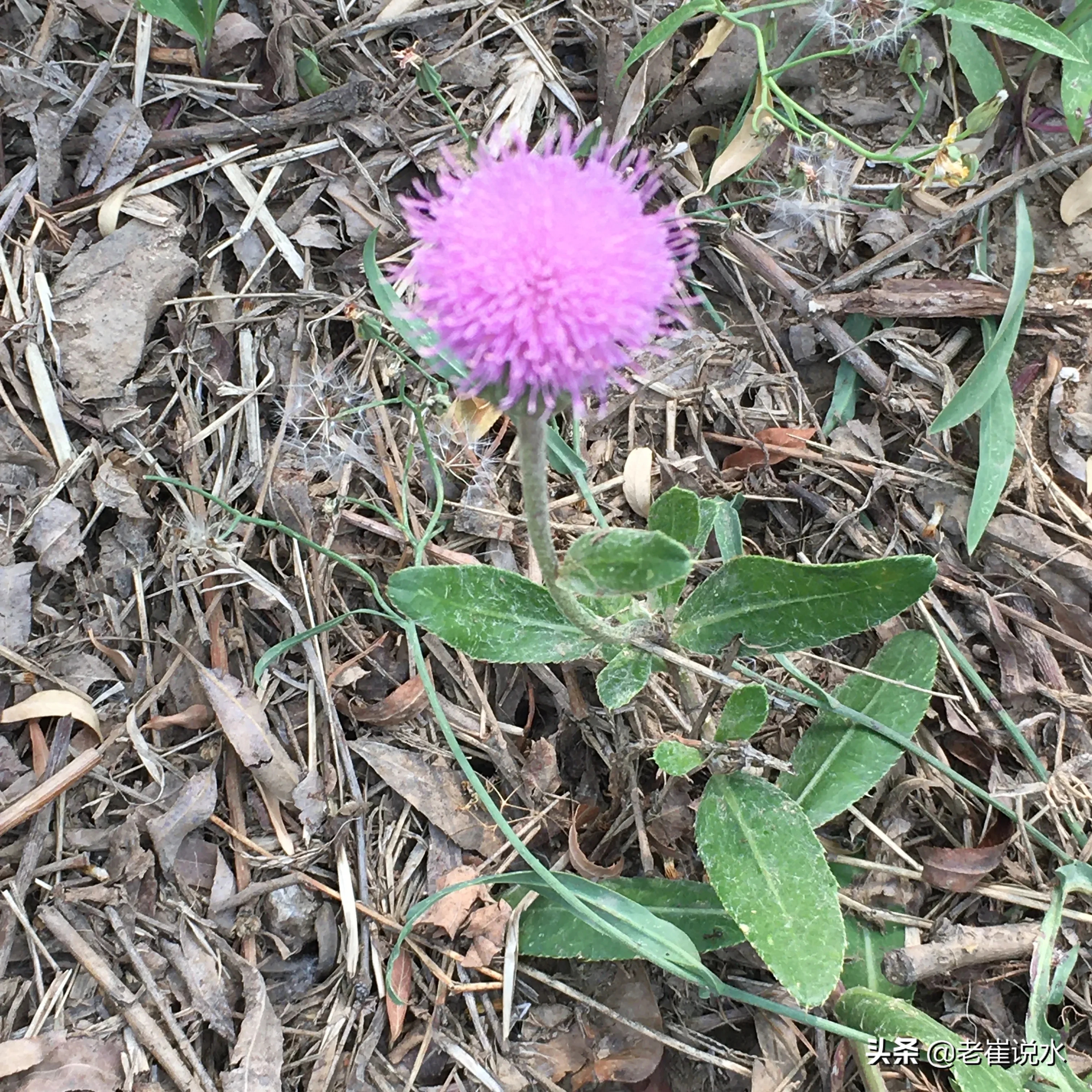 北京永定河莲石湖公园野花（二）