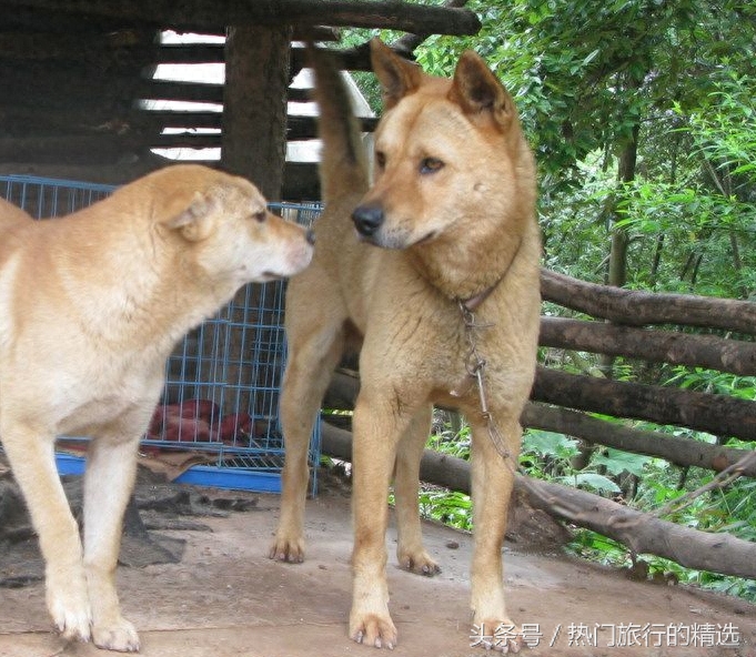 中华田园犬三大品系之两广品系，擅捕猎，战斗力强