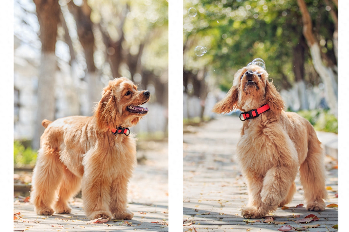 图虫人文摄影：可卡犬