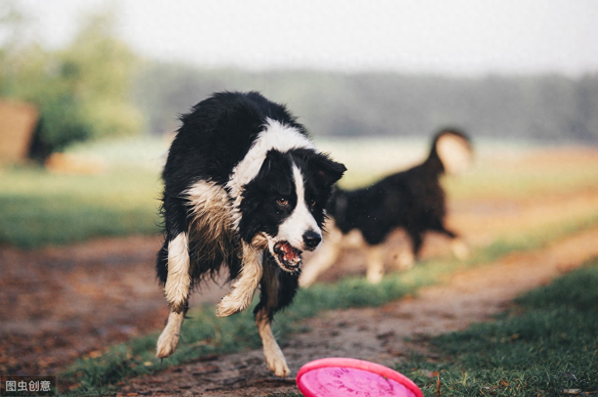 都知道牧羊犬聪明，这8种牧羊犬，是个中翘楚