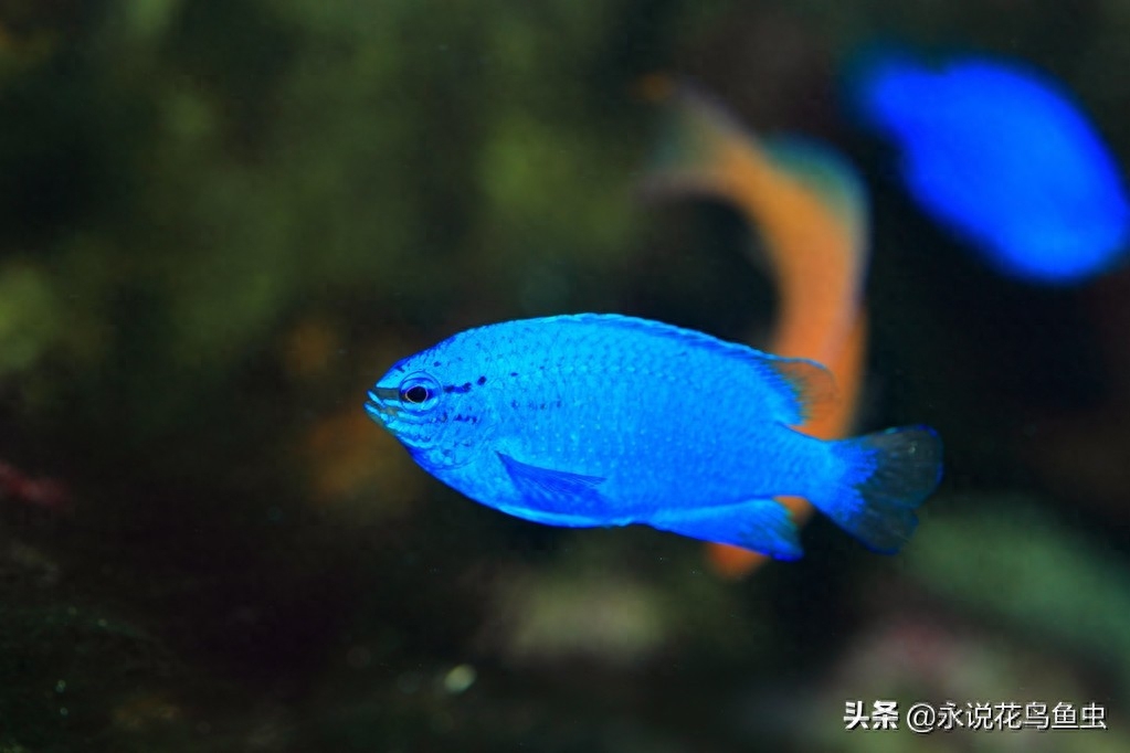 日本水族馆的蓝宝石魔鬼鱼